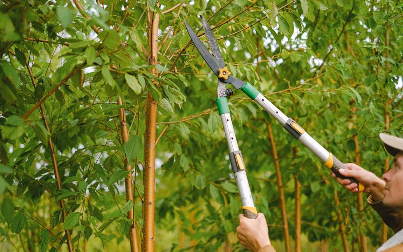Tree trimming in Morrill, NE